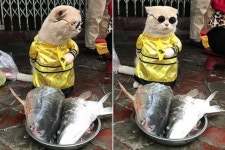 생선 팔라고 가게 좀 맡겼더니 손님들 몰려오게 만들어서 대박 터뜨린 귀요미의 정체