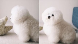 분명히 토이 푸들이었는데…털찐 탓에 어마어마하게 덩치가 커진 댕댕이 뜻밖의 반전