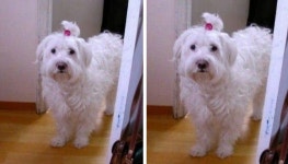 오빠! 엄마가 밥 먹으래...엄마 심부름 왔다가 게임에 정신팔린 집사를 본 댕댕이 표정