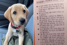 아픈 강아지 약 먹이려 했다가 오열하게 만든 어느 동물병원의 약봉지 문구