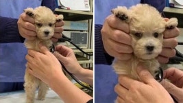 산책가자고 꼬신 뒤 동물병원 데려왔더니 표정이 심상치 않네요