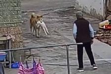 할머니가 토끼 예뻐하는 모습 본 강아지가 자기 칭찬해달라며 벌인 행동
