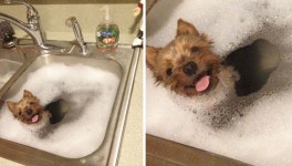 울집 강아지는 이상하게 욕실보다 싱크대에서 목욕하는 걸 좋아해요