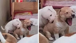 동생 괴롭히지 말라고 했는데 엄마 안보는 사이 형아 강아지가 한 못된 짓