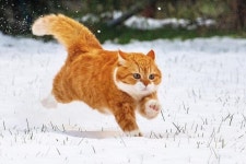 눈 밟을 때마다 뽀드득 소리가 나자 신나게 우다다 뛰어다니는 고양이