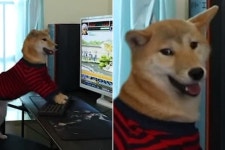 컴퓨터 게임 몰두하는데 갑자기 모니터 화면 꺼지자 진심 빡친 강아지의 분노