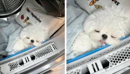 댕댕이가 세탁기에 베개와 이불 보더니 잠자는 곳인지 알고 쏙~ 들어갔어요