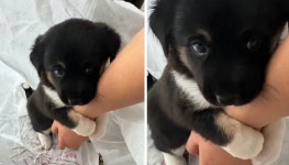 나 혼자 두고 갈꼬얌?...외출 준비하자 강아지가 보인 심쿵 반응