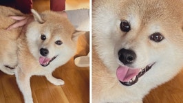 딴짓하는 강아지한테 산책 갈까 하면 볼수있는 흔한 모습