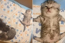 피곤했는지 대자로 발라당 드러누워서 쿨쿨 자는 아기 고양이의 귀여운 일상