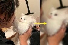 고양이랑 친하다고 생각해 뽀뽀 시도했는데 칼 같이 차단 당한 집사