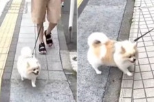 산책하러 나왔는데 도착지가 동물병원 앞이자 포메라니안의 반응