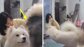 엉덩이 빗질해주는 주인 얼굴에 지독한 똥방귀 발사한 댕댕이