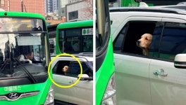 버스 기사님이 처음 본 댕댕이가 인사하길래 창문 열어 웃어줬어요