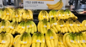 내일부터 마트에서 사라진다? 일본 전역 발칵 뒤집힌 바나나 대란 충격적 이유