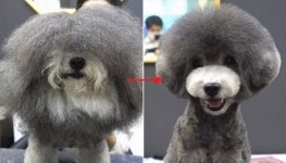 우리집 털복숭이 댕댕이가 미용실 갔다왔더니 이렇게 변신해서 돌아왔습니다
