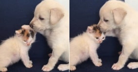 쪼꼬미 아기 냥이 너무 귀여워 앞발로 머리 쓰담쓰담하는 뽀시래기 아기 댕댕이