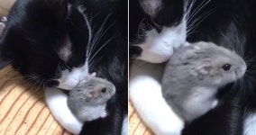 조막만한 몸집의 햄스터 너무 귀여워서 킁킁 냄새 맡더니 품에 안고 같이 스르륵 잠든 천사 고양이