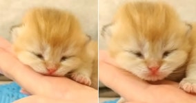 태어난지 며칠 안돼 아직 눈도 뜨지 못했는데 치명적 귀여움으로 심장 아프게 하는 뽀시래기 아기 냥이