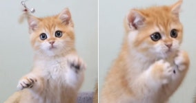 분명 잡았다고 생각했는데 솜방망이에서 빠져나가자 당황해 동공지진 일어난 뽀시래기 아기 냥이