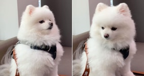 주사 맞기도 전에 동물병원만 가면 무서워서 진동모드처럼 온몸 바들바들 떠는 하얀 솜뭉치 댕댕이