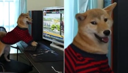 한참 컴퓨터 게임에 몰입해서 하고 있는데 집사가 모니터 꺼버리자 강아지가 실제로 보인 반응
