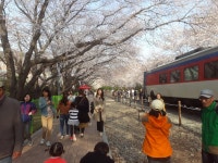 BEMIL 쉼터 - 유용원의 군사세계 진해 벚꽃과 경화역 & 여좌천의 연인들 2018