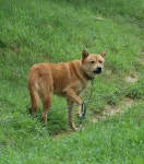 BEMIL 사진 자료실 - BEMIL 군사세계 부대 경비중인 진도견