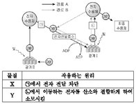 수능(생명과학II) 필기 기출문제(해설) 및 전자문제집 CBT 2010년07월08일(8691) - 웹버전(해설일부포함) 전자문제집 CBT - 최강 자격증... 