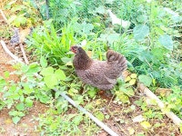 남해 바람꽃펜션 데일리호텔 - 호텔&레스토랑 할인예약