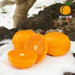 명가일품 탐라브로 고당도 제주 천혜향 중과 5-8과 내외 1.5kg [1개] - 에누리 가격비교