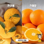 인제맛집 세진이네원통점 | 세진이네과일 고당도 한라봉 6~12과 3kg [1개] - 에누리 가격비교