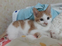 동물/식물 - 냥린이가 토했는데 밥달라고 계속 졸라 으쩌지..