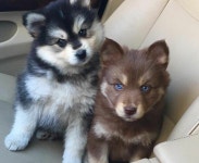 더쿠 - 믹스견중에 폼스키가 너무 귀여워ㅠㅠㅠㅠㅠㅠㅠㅠ