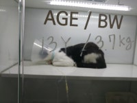 동물/식물 - 우리애 입원해 있는데 대차게 삐진듯...