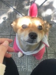 동물/식물 - 우리집 시고르 자브종
