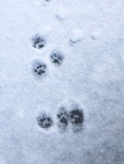 동물/식물 - 눈오는 날 고양이 발자국 보고 갈래?!