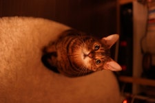 동물/식물 - 겨울에 볼 수 있는 발라당 고양이