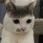 이슈/유머 - 🐱 : 누나, 앞머리 자른거 망해서 학교가기 싫어