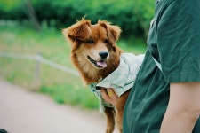 동물/식물 - 우리집 강아지 옷 만들어준거 볼래?