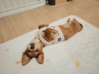 동물/식물 - 우리집 강아지 옷 만들어준거 볼래?