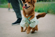 동물/식물 - 우리집 강아지 옷 만들어준거 볼래?