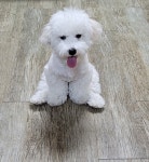 ★(후기) - 견생 수직상승템🐶(앞으로도 평생 쓸 용품 총정리)