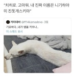 이슈/유머 - 치히로 고마워 내 진짜 이름은 니기하야미 진돗개스키야