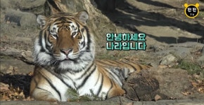 이슈/유머 - 에버랜드 호랑이 사둥이 다운&나라 근황