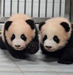 이슈/유머 - 🐼루이후이 쌍둥바오 체형차이🐼