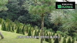 이슈/유머 - 수목장에 대해 잘 몰라서, 수목장 후회한 사람들