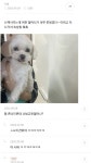 이슈/유머 - 산책시키는데 어떤 할머니가 너무 못생겼다 이러고 지나감ㅠㅠ