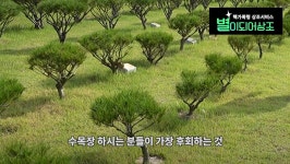 이슈/유머 - 수목장에 대해 잘 몰라서, 수목장 후회한 사람들