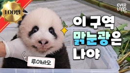 이슈/유머 - 쌍둥바오🐼 썸넬 맛집 에버랜드